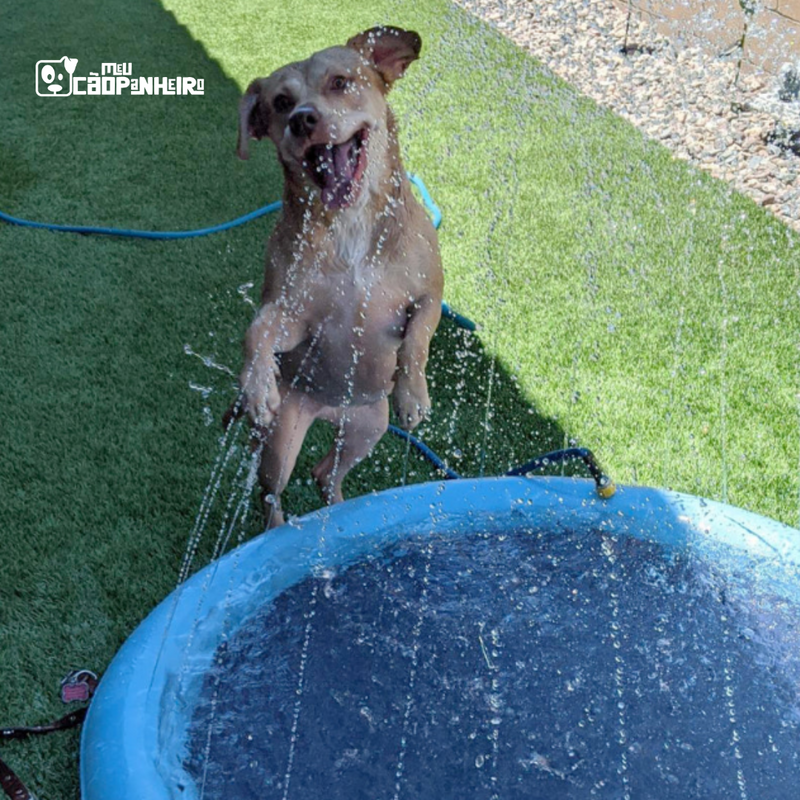 Piscina Pet Com Chafariz para Cães